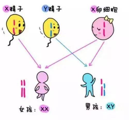 代生男孩补偿_代生男孩补偿：家庭幸福的新动力
