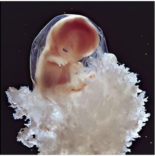 代生孩子网站【代生孩子网站：新生命的选择】